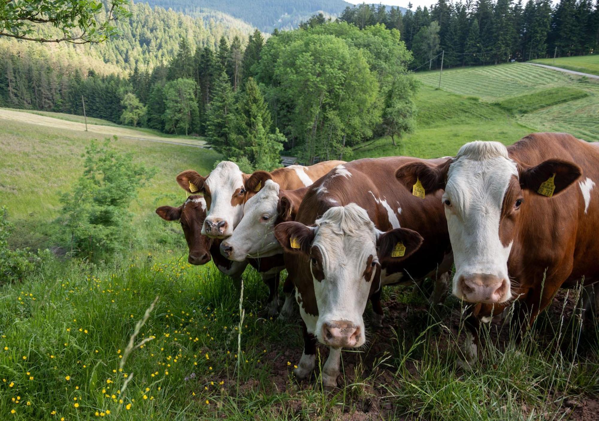 Hansjoergenhof Bioland-Hof Schiltach Bagian luar foto